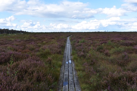 Lille Vildmose boardwalk